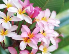 fleurs
